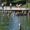 Aquathlon26_1